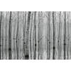 Fotobehang - Birch Forest in the Water 384x260cm - Vliesbehang