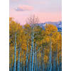 Fotobehang - Birches And Mountains 192x260cm - Vliesbehang