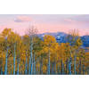 Fotobehang - Birches and Mountains 384x260cm - Vliesbehang
