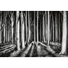 Fotobehang - Ghost Forest 384x260cm - Vliesbehang