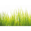 Fotobehang - High Grass 384x260cm - Vliesbehang