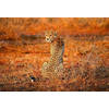 Fotobehang - Leopard Safari 384x260cm - Vliesbehang
