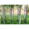 Fotobehang - Nordic Forest 384x260cm - Vliesbehang