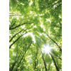 Fotobehang - Sunny Forest 192x260cm - Vliesbehang