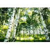 Fotobehang - Sunshine Forest 366x254cm - Papierbehang
