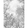 Fotobehang - Tree Tops 192x260cm - Vliesbehang