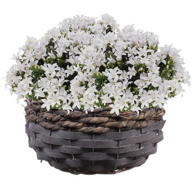 Bloempot/plantenbak handgemaakt riet/rotan mand grijs 26 x 15 cm - Plantenpotten