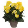 Mica Decorations Kunstplant - Begonia - geel - 30 cm - grijze pot - Kunstplanten