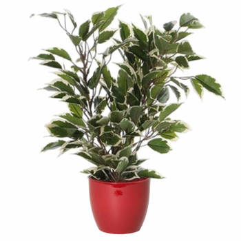 Groen/witte ficus kunstplant 40 cm met plantenpot wijnrood D13.5 en H12.5 cm - Kunstplanten