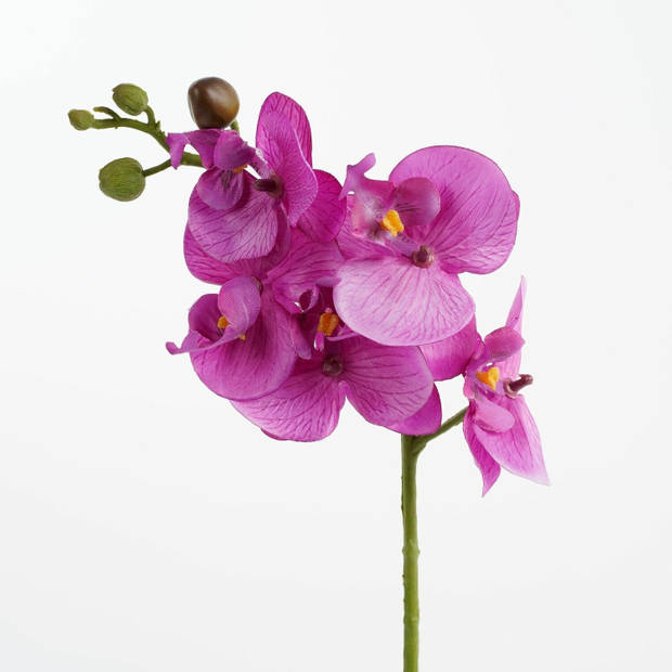 Mica Decorations Kunstplant - Phalaenopsis orchidee - paars - 48 cm - Kunstplanten