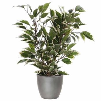 Groen/witte ficus kunstplant 40 cm met plantenpot zilver metallic D13.5 en H12.5 cm - Kunstplanten