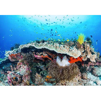 Fotobehang - Coral Reef 400x280cm - Vliesbehang