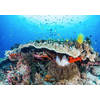 Fotobehang - Coral Reef 400x280cm - Vliesbehang