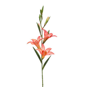Gladiolus spray peach 70 cm