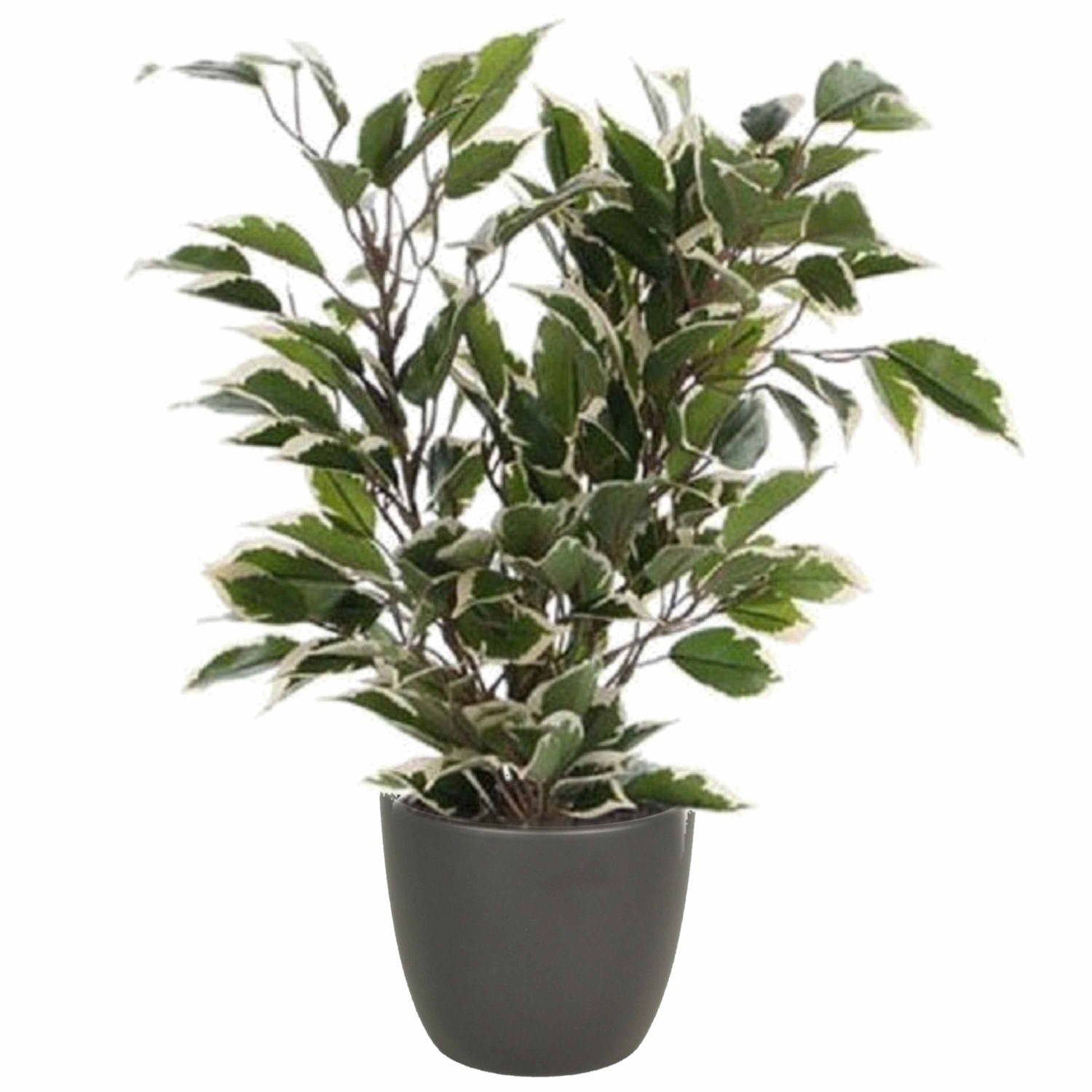 Groen-witte Ficus Kunstplant 40 Cm Met Plantenpot Mat Antraciet Grijs D13.5 En H12.5 Cm