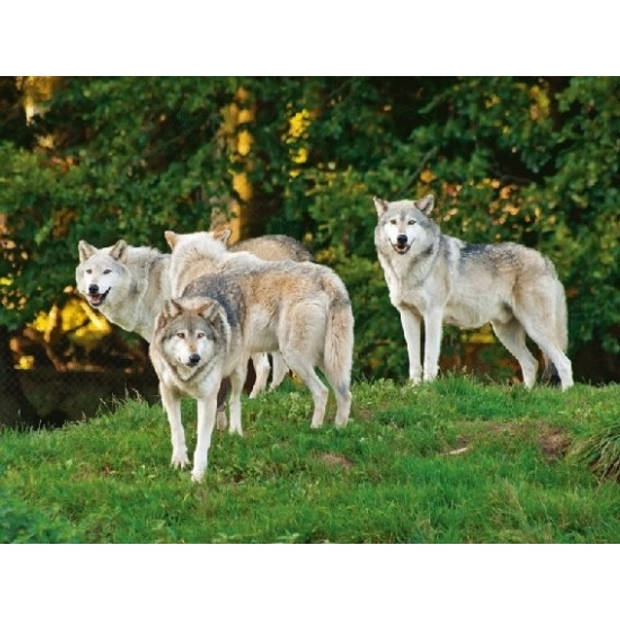 Set van 2x stuks placemats wolf/wolven 3D print 30 x 40 cm - Placemats