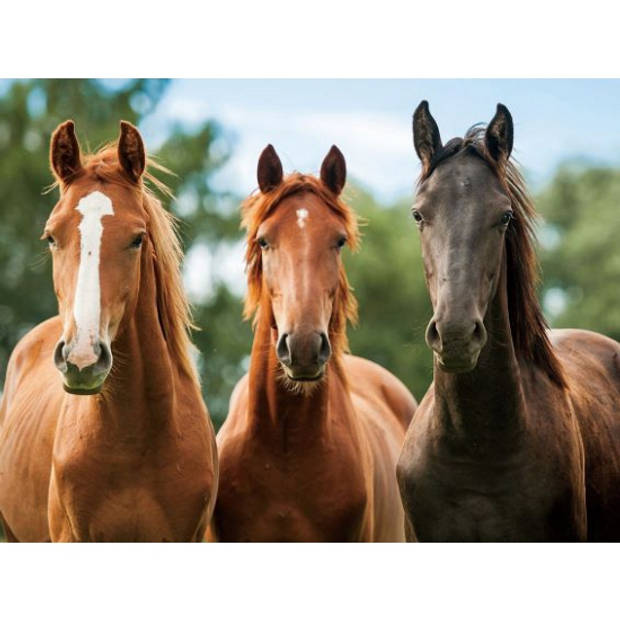 Placemat drie paarden 3D 30 x 40 cm - Placemats
