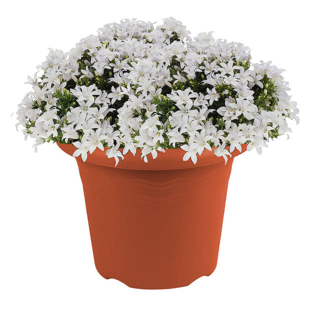 Terra cotta ronde plantenpot/bloempot kunststof diameter 20 cm - Plantenpotten