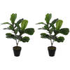 2x stuks groene ficus Lyrata kunstplant 75 cm voor binnen - Kunstplanten