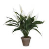 Mica Decorations Kunstplant - spathiphyllum lepelplant - wit - 50 cm - Kunstplanten