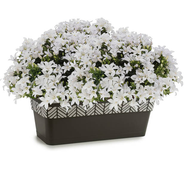 Kunststof Orfeo plantenbak/bloembak antraciet 50 cm - Plantenpotten