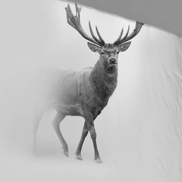 Pure Dekbedovertrek Micropercal grijs Deer - grijs 240x200/220cm