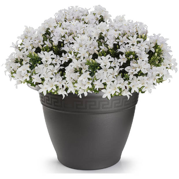 1x Antraciete plantenbakken/bloembakken rond 18 cm - Plantenpotten