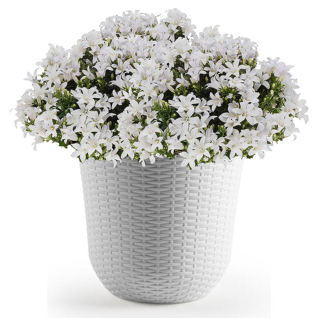 1x Ivoor witte plantenbakken/bloembakken rond 25 cm - Plantenpotten