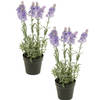 Set van 2x stuks lila paarse lavendel kunstplanten in kunststof pot 28 cm - Kunstplanten