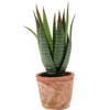 Emerald Kunstplant Aloe Vera - groen - in oude terracotta pot - 23 cm - Kunstplanten