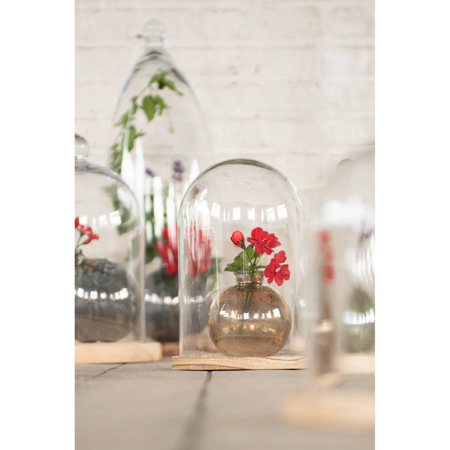 Afhankelijk vandaag Ongelofelijk HAES DECO - Decoratieve glazen stolp met lichtbruin houten voet, diameter  12 cm en hoogte 17 cm - ST021681 | Blokker