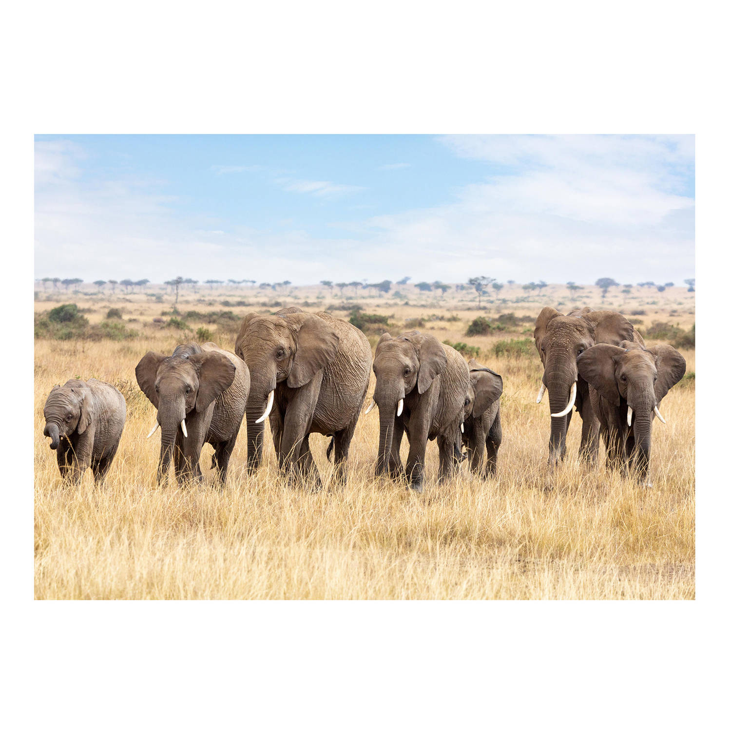 Dieren Kinderkamer Poster Afrikaanse Olifanten Op Savanne 84 X 59 Cm Posters