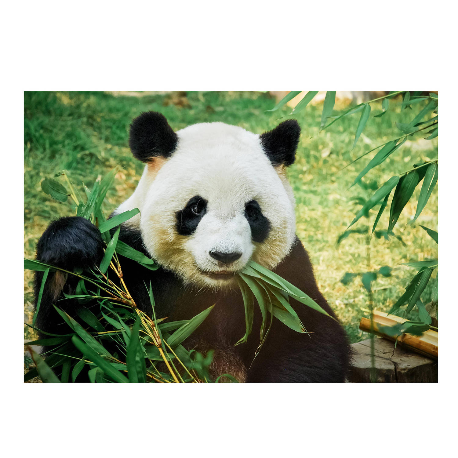 Dieren Kinderkamer Poster Panda-Reuzenpanda 84 X 59 Cm Posters