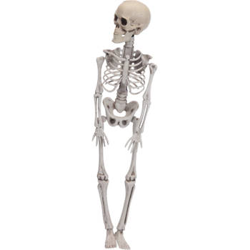 Halloween - Hangende horror decoratie skelet 42 cm - Halloween poppen