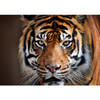 Dieren kinderkamer poster A1 Siberische tijger jungle thema 84 x 59 cm - Posters
