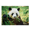 Dieren kinderkamer poster panda / reuzenpanda 84 x 59 cm - Posters