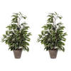 2x Groen/witte ficus kunstplanten 65 cm - Kunstplanten
