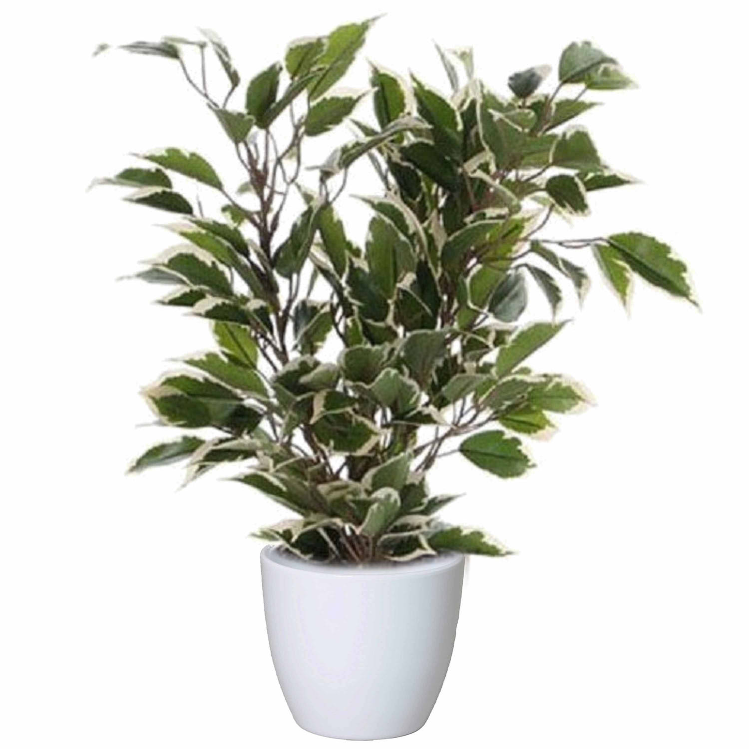 Groen-witte Ficus Kunstplant 40 Cm Met Plantenpot Glanzend Wit D13.5 En H12.5 Cm Kunstplanten