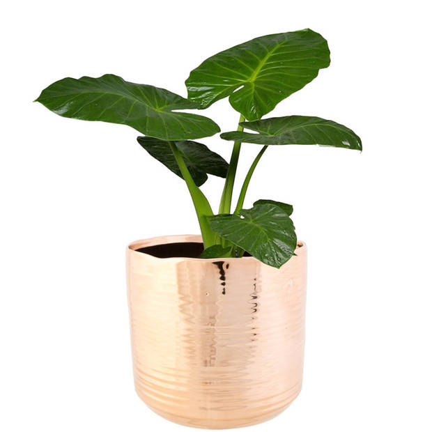 Cosy @ Home Plantenpot Cerchio - koperkleurig - keramiek - 16 cm - Plantenpotten