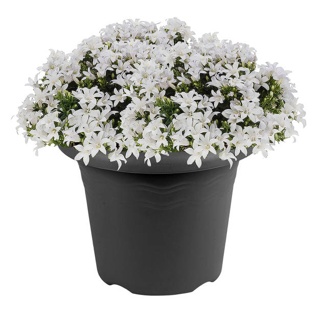 Antraciet grijze ronde plantenpot/bloempot kunststof diameter 14 cm - Plantenpotten