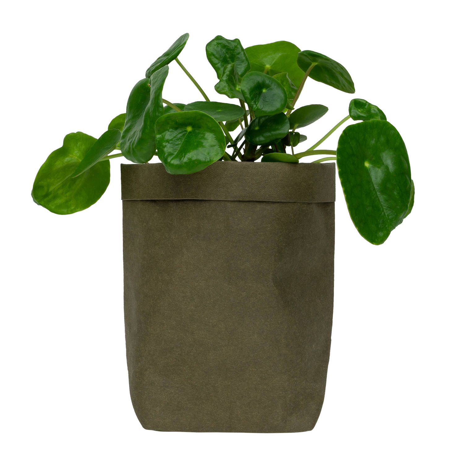 QUVIO Plantenzak uitwasbaar 10x10x20cm - Donker groen