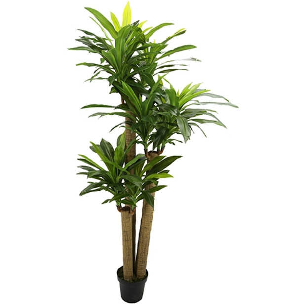 Corn stalk dracaena 190 cm