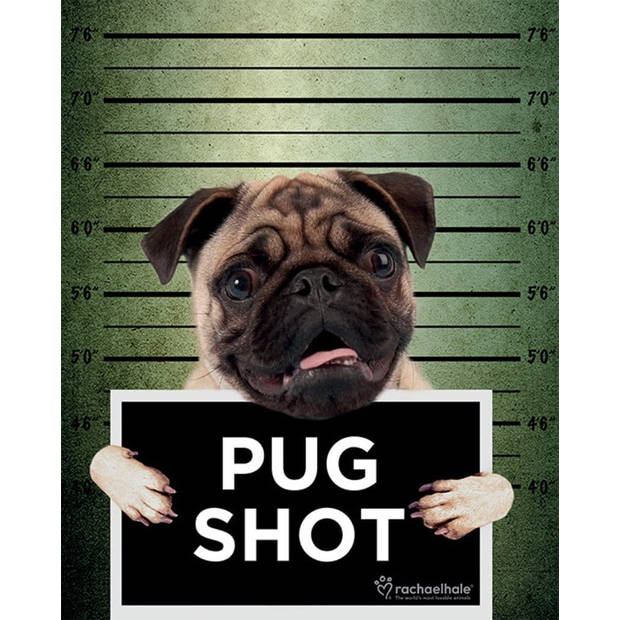 Poster Rachael Hale Pug Shot Banjo 40x50cm