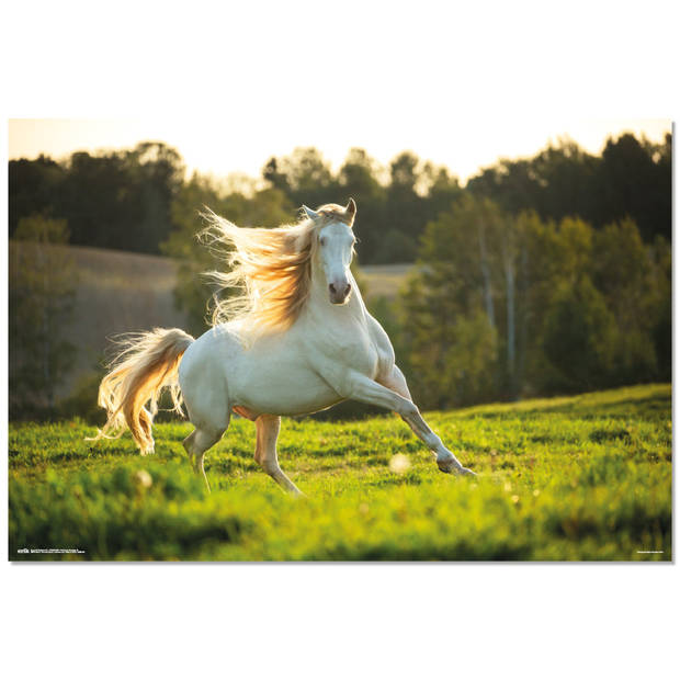 Poster White Horse 91,5x61cm