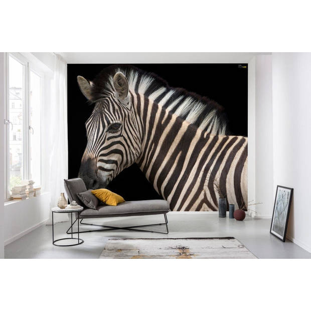 Fotobehang - Damara Zebra 400x280cm - Vliesbehang