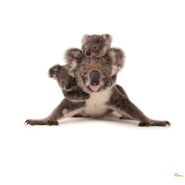 Fotobehang - Koala 300x280cm - Vliesbehang
