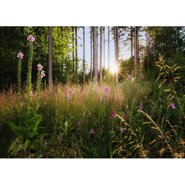 Fotobehang - Summer Glade 350x250cm - Vliesbehang