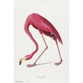 Poster American Flamingo 61x91,5cm