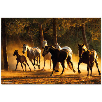 Poster Andalusian Horses 91,5x61cm