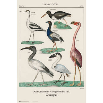 Poster Vintage Birds 61x91,5cm